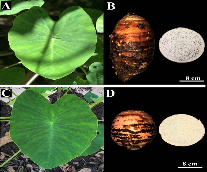 Plant and root. PTS (A, B) and WTS (C, D).