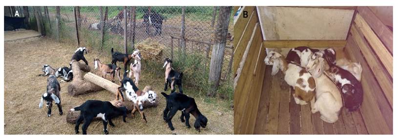 Daytime outdoor pen (A) and night indoor boxes (B).