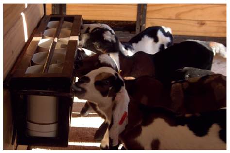 Milk replacer supply system (bucket with teat).