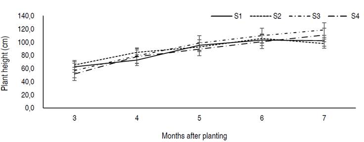 Cocoyam height as affected by corm storage methods. S1 = Freshly harvested propagule, S2 = propagule stored under shade, S3 = propagule stored in pits, S4 = propagule stored on raised platforms.