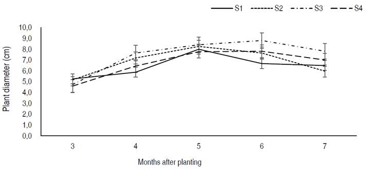 Cocoyam stem diameter as influenced by corm storage methods. S1 = Freshly harvested propagule, S2 = propagule stored under shade, S3 = propagule stored in pits, S4 = propagule stored on raised platforms.
