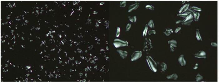 Polarized light microscopy of the starch granules present in GBF observed with 10X and 40X lenses.