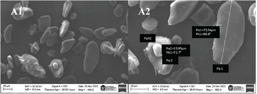 Scanning electron micrographs of GBF (A1:400X, A2:800X).