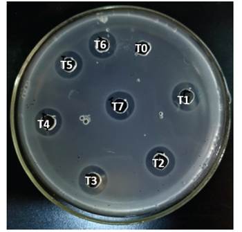 Antimicrobial activity against Listeria strains of silage inoculated during the fermentation process.