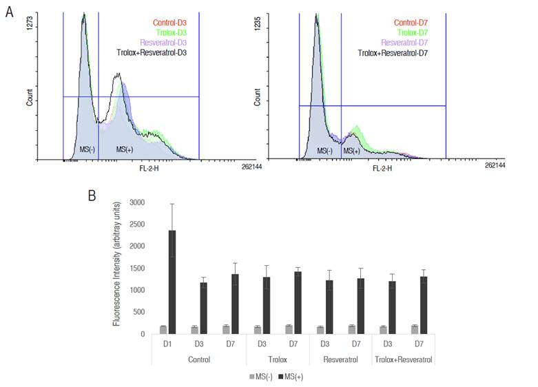 Mitochondrial superoxide anion production. A. Representative histograms of mitochondrial superoxide anion production evaluated with MitoSOX Red fluorescent probe using flow cytometry. Two different subpopulations are described; a subpopulation of sperm cells that did not bind to the probe (MS(-)), and a subpopulation that reacted to the probe (MS(+)). B. Effect of antioxidant treatment on mitochondrial ROS in refrigerated boar sperm. Results are expressed as arbitrary units of fluorescence intensity � standard deviation in three replicates for negative (MS(-)) or positive (MS(+)) sperm cells to MitoSOX Red.