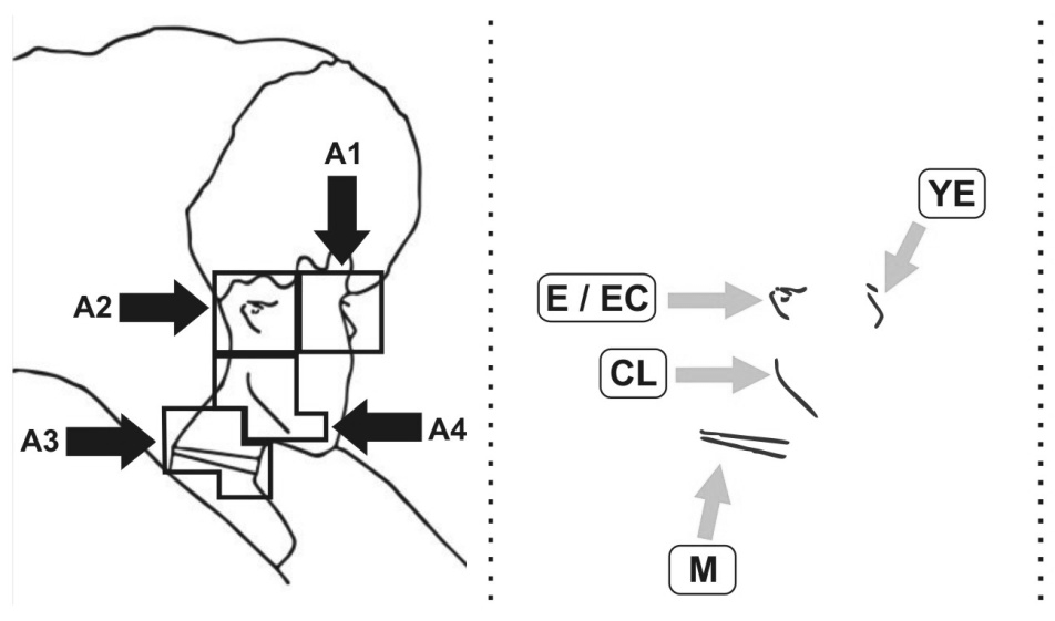 Bottom-up modulation areas and traces of Boring’s image.