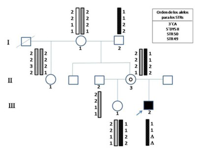 Árbol genealógico y haplotipo construido a partir del estudio con los marcadores polimórficos 3´CA, 5´DYSII, STR50 y STR49. (∆: sin amplificación para esos STRs debido a la deleción).