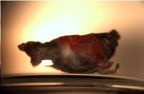 - Masa engrosada, de color oscuro, con brillo metálico, vascularizada, irregular y de aspecto fibrovascular que se encontraba adyacente al cuerpo extraño