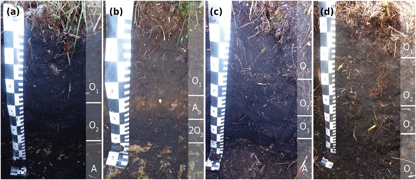 Profiles collected in the Itatiaia National Park, state of Rio de Janeiro, southeastern Brazil. (a) P1 Profile = Organossolo Fólico Sáprico típico (Typic Udifolists); (b) P2 Profile = Neossolo Litólico Hístico típico (Lithic Udifolists); (c) P3 Profile = Organossolo Fólico Sáprico típico (Typic Udifolists); (d) P4 Profile = Organossolo Fólico Sáprico típico (Typic Udifolists).