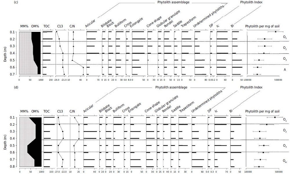 Frequency values of phytoliths identified and indices analyzed in the profiles collected in Itatiaia National Park, state of Rio de Janeiro, southeastern Brazil. (a) P1 Profile = Organossolo Fólico Sáprico típico (Typic Udifolists); (b) P2 Profile = Neossolo Litólico Hístico típico (Lithic Udifolists); (c) P3 Profile = Organossolo Fólico Sáprico típico (Typic Udifolists); (d) P4 Profile = Organossolo Fólico Sáprico típico (Typic Udifolists).