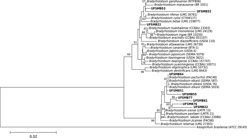 Phylogenetic tree based on 16S rRNA gene sequence similarity of Bradyrhizobium strains. The phylogenetic tree was built using neighbor-joining and Kimura 2-parameters (K2P). Numbers on branches indicate bootstrap values, with a total of 1000 replicates; only values greater than 50 are shown. Bar indicates 2 substitutions per 100 nucleotides.