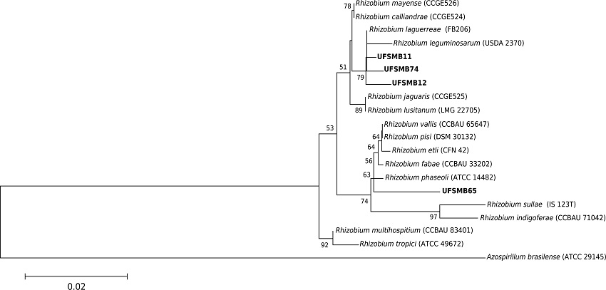 Phylogenetic tree based on 16S rRNA gene sequence similarity of Rhizobium strains. The phylogenetic tree was built using neighbor-joining and Kimura 2-parameters (K2P). Numbers on branches indicate bootstrap values, with a total of 1000 replicates; only values greater than 50 are shown. Bar indicates 2 substitutions per 100 nucleotides.