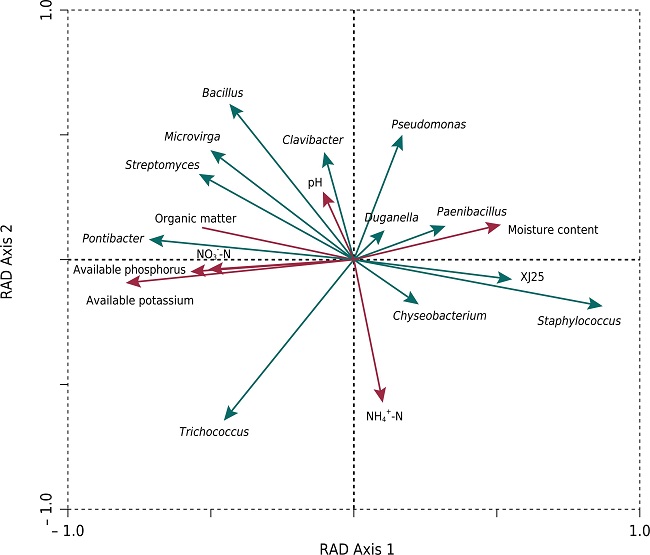 Redundancy discriminate analysis (RDA) plots of the relative abundance of bacterial genera and soil properties. Soil properties included available potassium, available phosphorus, moisture content, NO3- -N, organic matter, NH4+ -N, and pH (dashed arrows). Bacterial genera included Bacillus, Trichococcus, Paenibacillus, Microvirga, Pseudomonas, Duganella, Chryseobacterium, Pontibacter, Staphylococcus, Clavibacter, Streptomyces, and XJ25 (solid arrows, italics). Bacteria and soil properties were obtained from the 0.00-0.30 m soil layer. Eigenvalues (0.477 for horizontal axis, 0.201 for vertical axis) along the axes indicate the amount of variability explained in the relative abundance of bacterial genera.