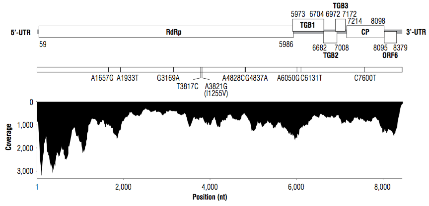 Sequence depth of the PVS_Antioquia genome assembly. Genetic features of the PVS_Antioquia genome are shown on the top diagram; nucleotide positions corresponding to each ORF are indicated. The diagram in the center shows ten nucleotide polymorphisms detected in the PVS_Antioquia assembly; only mutation A3821G translates into an amino acid change (I1255V).