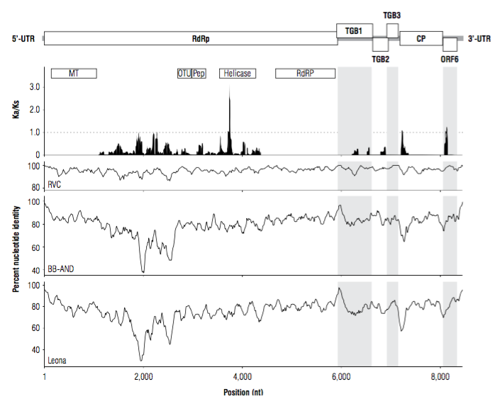Sequence conservation profile of the PVS_Antioquia genome. The top panel illustrates the relative position of ORFs within the PVS_Antioquia genome. Sliding window Ka/Ks profile for each ORF in PVS_Antioquia with respect to PVS_RVC. Sites with Ka/Ks values above/below one indicate positive/negative selection, values close to one are indicative of neutral selection. The positions of the functional domains within the RdRp protein are indicated with squares. The lower panel shows the local conservation profile at the nucleotide level with respect to the PVS RVC, BB-AND and Leona genomes.