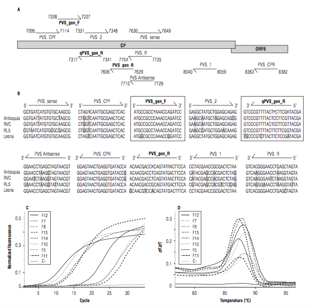 (A) Primer sets specificity with respect to the PVS strains (Tab. 1) present in the department of Antioquia (Colombia). The upper panel illustrates the location of primers for the detection of PVS previously reported in the literature: PVS_CPF and PVS_CPR (Ali et al., 2008); PVS_1 and PVS_2 (Crosslin and Hamlin, 2011); and PVS_Sense and PVS_Antisense (Yang et al., 2014). (B) Sequence alignment with respect to complete genomes from Colombia (includes isolate Leona for comparison); mismatches are highlighted with gray background. (C) amplification and (D) melting curves using primers PVS_gen_F and qPVS_gen_R designed in this study