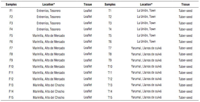 Samples of leaves and tuber-seeds of Solanum phureja used in this study to detect Potato virus S (PVS).