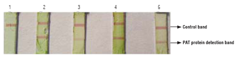 Immunostrip assay for PAT protein. 1: non-GM parental line 81 2: GM parental line 28, 3: hybrid 286 x 285, 4: hybrid 288 x 287, 5: hybrid 289 x 290.