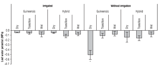 Predawn leaf water potential (Ff) of the oil palm E. guineensis and the E. oleifera x E. guineensis hybrid in contrasting seasons. Means marked with * indicate significant differences according to the Tukey test (P<0.05). Vertical bars represent SD for n = 16.