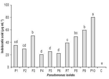 Variables evaluated in greenhouse conditions in cacao seed lings inoculated with an AMF. A: Acaulospora sp. G: Glomus sp. in combination with fluorescent Pseudomonas sp. (P10). Means with different letters indicate significant differences according to the Tukey test (P<0.05).