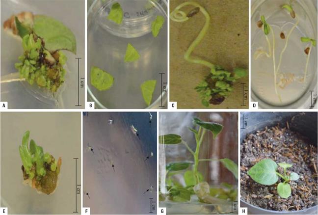 Direct in vitro organog&eacute;nesis of explants from common tomato tree. Treatments in which the highest average shoot formation were shown. A. Leaf treatment; B. Control; C. Seed treatment 14; D. control; E. Petiole treatment 12; F. Control; G. In vitro plant on medium with TDZ 0.5, developed from shoots of tree tomato; H. Seedling adapted to soil conditions in greenhouse.