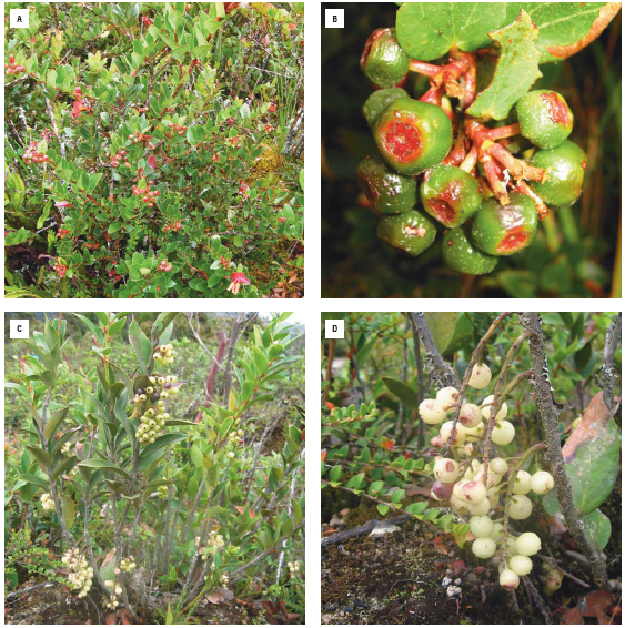 Plants (A) and fruits (B) of Cavendishia bracteata; plants (C) fruits (D) of Thibaudia floribunda.