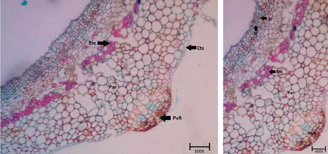 Transverse histological sections of the stem base of T. floribunda cuttings. Esc (Sclerenchyma). Par (Parenchyma). Ctz (Cortex). PvR (Root vegetative point). Xi (Xylem). Fl (Phloem). MrR (Root meristem-adventitious root emission).
