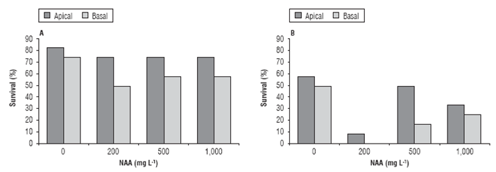 Survival percentage of apical and basal cuttings of C. bracteata (A) and T. floribunda (B) at different concentrations of NAA.