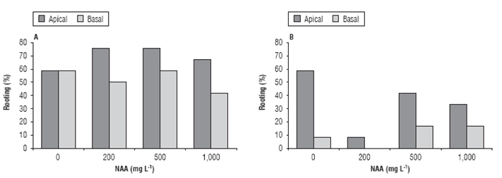 Rooting percentage of apical and basal cuttings of C. bracteata (A) and T. floribunda (B) treated with different concentrations of NAA.