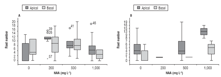 Number of adventitious roots in C. bracteata (A) and T. floribunda (B) cuttings treated with different concentrations of NAA. The lower base of the box plot corresponds to Q1, the upper base corresponds to Q3, the line inside the box is the median or Q2 and the point is the arithmetic mean, the upper limit corresponds to Q3 + interquartile range (Q3-Q1) * 1.5, the lower limit corresponds to Q1-interquartile range (Q3-Q1) * 1.5.