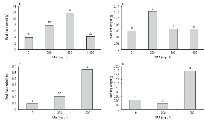 Fresh (A) and dry (B) root weight of C. bracteata cuttings; fresh (C) and dry (D) root weight of T. floribunda cuttings. Treatments with the same letter are not significantly different according to the Tukey's test (P&le;0.05).