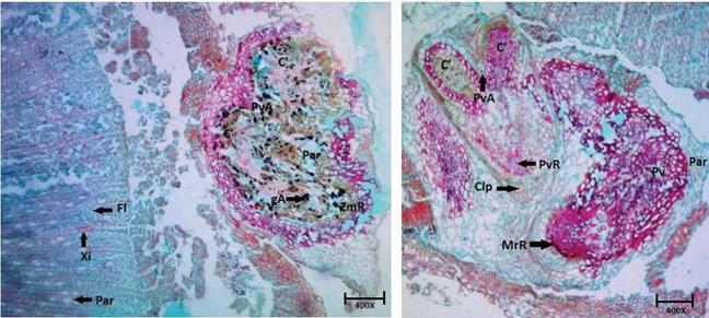 Transverse histological sections of the stem base of C. bracteata. Fl (Phloem). Xi (Xylem). Par (Parenchyma). ZmR (Root meristematic zone). gA (Starch granules present in the parenchyma). PvA (Apical vegetative point). C' (Leafy primordia). Pv (Vegetative point). PvA (Apical vegetative point). PvR (Root vegetative point-adventitious root primordia). Clp (Caliptra). MrR (root meristem)
