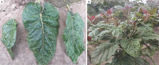 Symptomatology (blistering) observed in samples collected from tree tomato plants in Tumbaco.