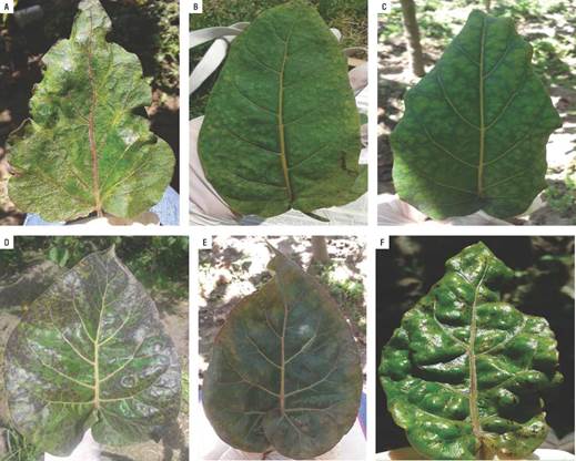 Symptoms in tree tomato leaves samples collected in Pelileo locality. A. Prominent veins and purple color in the midrib; B. Tan coloring; C. Chlorosis; D. Spots with oily appearance; E. Leaf yellowing; F. Blistering.
