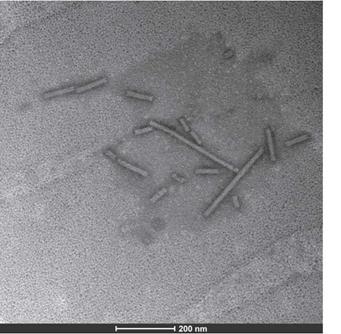 Virus particles (ToMV) in leaf samples collected from tree tomato plants in Tumbaco locality.