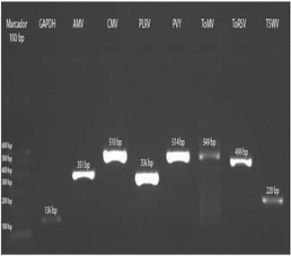 Amplification of control samples: GAPDH and the virus AMV, CMV, PLRV, PVY, ToMV, ToRSV and TSWV.