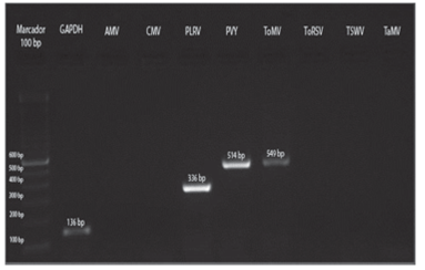 RT-PCR from preparations of symptomatic leaf samples of tree tomato from Tumbaco locality.