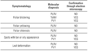 Relationship between molecular and transmission electron microscopic diagnosis with symptoms observed in the field in tree tomato plants.