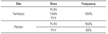 Virus frequency found in tree tomato leaf samples with symptoms of viral diseases