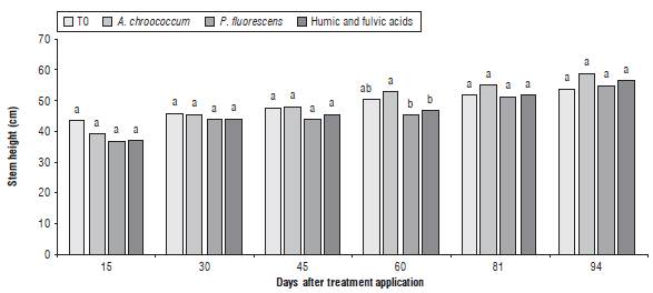 Stem height of R. officinalis after application of biofertilizers. Means with different letters indicate significant difference according to Tukey test (P<0.05).