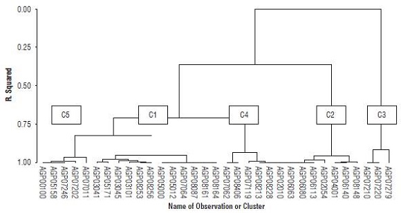 Cluster analysis on the sampled lots, according to adoption of oil palm cropping practices.