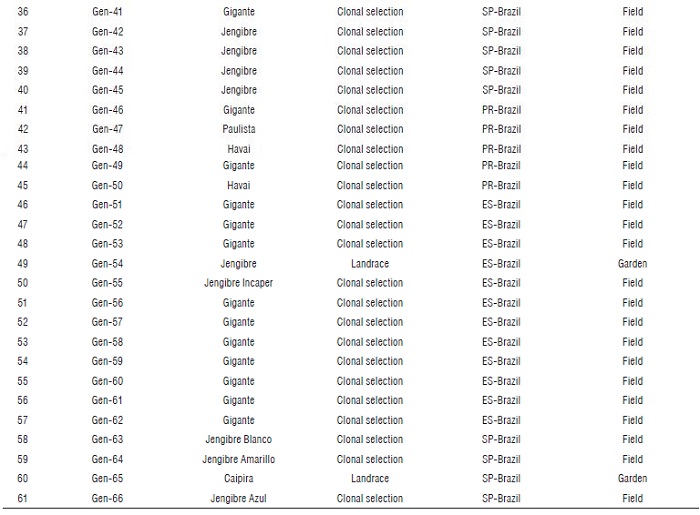 Description of 61 Brazilian accessions of ginger (Zingiber officinale) kept in the germplasm collection of Department of Genetics, ESALQ/USP