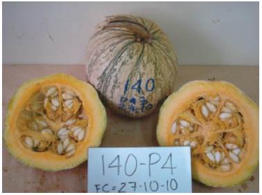 Introduction 140 of Cucurbita argyrosperma subsp. sororia.