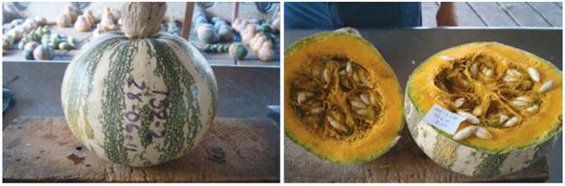 Introduction 132 of Cucurbita argyrosperma subsp. sororia. A, whole fruit; B, fruit cut open at the equatorial diameter.