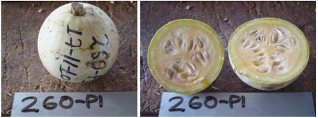 Introduction 260 of Cucurbita argyrosperma subsp. sororia. A, whole fruit; B, fruit cut open at the equatorial diameter.