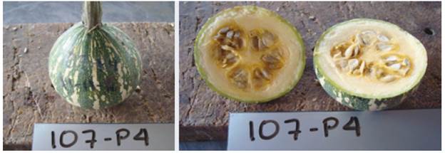 Introduction 107 of Cucurbita argyrosperma subsp. sororia. A, whole fruit; B, fruit cut open at the equatorial diameter.