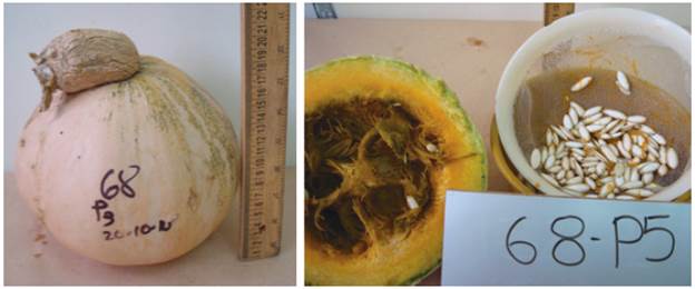Introduction 68 of Cucurbita argyrosperma subsp. sororia. A, whole fruit; B, fruit cut open at the equatorial diameter.