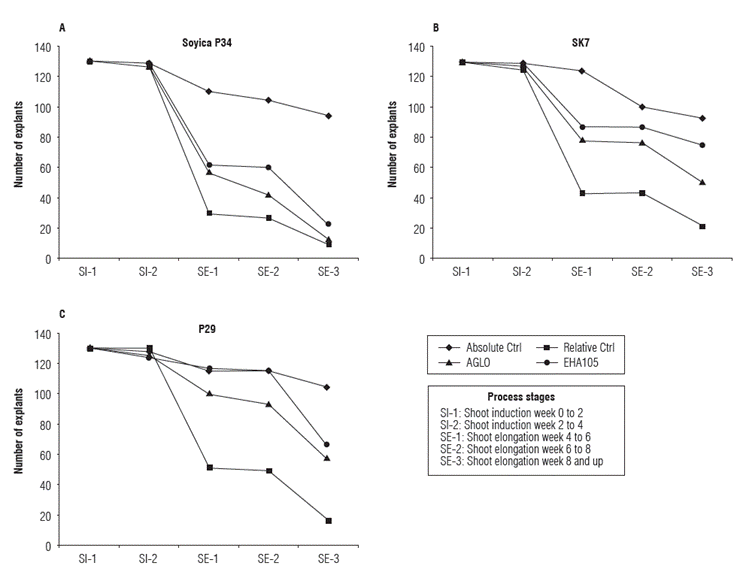 Recovered explants per variety on different stages of transformation process.