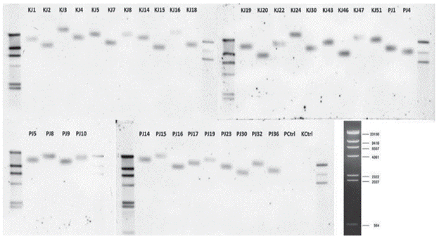 Southern blotting on positive PCR samples. The name of each transformant is indicated on the top of each lane. PCtrl: Non transformed P29 variety, KCtrl: Non transformed SK7 variety. Each membrane has, on its left side, a molecular marker, corresponding to DNA Molecular Weight Marker II, DIG-labeled (Sigma-Aldrich Corp. St. Louis, MO, USA), and, on its right side, a positive control, corresponding to E-IGP cassette integrated into pCAMBIA1301 non-linearized vector.