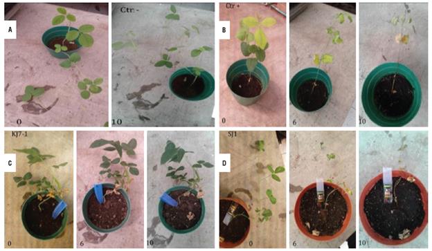 Greenhouse test for Glyphosate tolerance. A. Negative control, corresponding to a non-transformed plant painted with the herbicide solvent (tap water). B. Positive control, corresponding to a non-transformed plant painted with 0.5% commercial Glyphosate. C. Tolerant line, corresponding to KJ7 line. D. Susceptible line, corresponding to SJ1 line. C and D were painted with 0.5% commercial Glyphosate. Labels regarding the name of the lines are located at the top of each picture. The next day after the application event is located at the bottom of each picture.